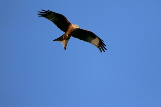 Schwarzmilan Wildpark Alte Fasanerie Klein Auheim 2016