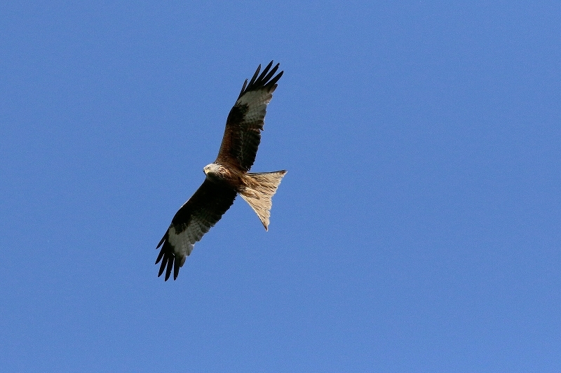 Schwarzmilan Wildpark Alte Fasanerie Klein Auheim 2018