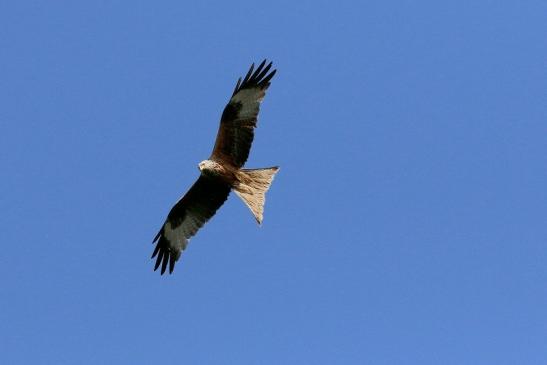 Schwarzmilan Wildpark Alte Fasanerie Klein Auheim 2018