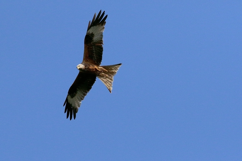 Schwarzmilan Wildpark Alte Fasanerie Klein Auheim 2018