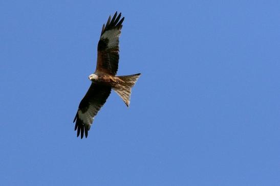 Schwarzmilan Wildpark Alte Fasanerie Klein Auheim 2018