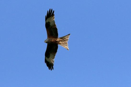 Schwarzmilan Wildpark Alte Fasanerie Klein Auheim 2018