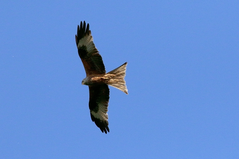 Schwarzmilan Wildpark Alte Fasanerie Klein Auheim 2018