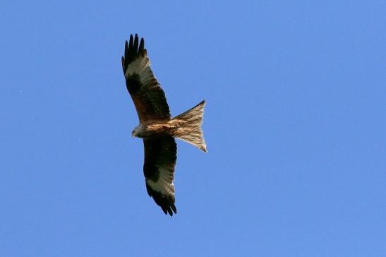 Schwarzmilan Wildpark Alte Fasanerie Klein Auheim 2018