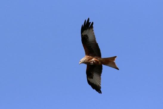 Rotmilan - Wildpark Alte Fasanerie Klein Auheim 2019