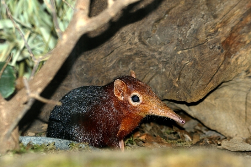 Rotschulter-Rüsselhündchen Zoo Frankfurt am Main 2017