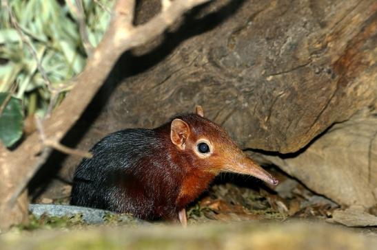 Rotschulter-Rüsselhündchen Zoo Frankfurt am Main 2017