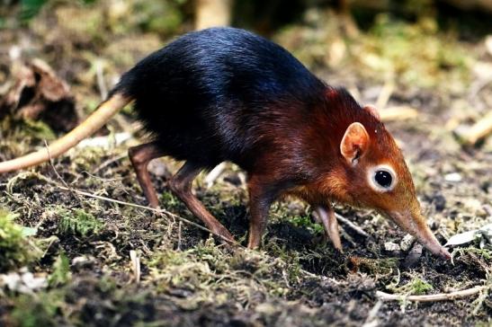 Rotschulter-Rüsselhündchen Zoo Frankfurt am Main 2017