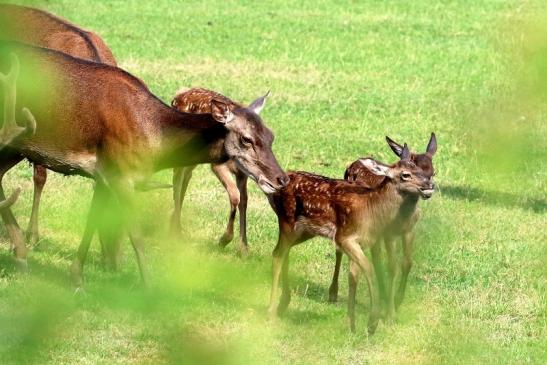 Rothirsch mit Jungtieren Wildpark Alte Fasanerie Klein Auheim 2021