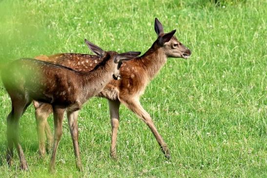 Rothirsch Jungtiere Wildpark Alte Fasanerie Klein Auheim 2021