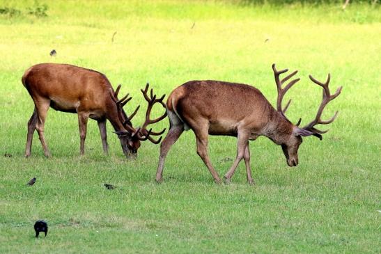 Rothirsch Wildpark Alte Fasanerie Klein Auheim 2021