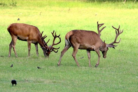 Rothirsch Wildpark Alte Fasanerie Klein Auheim 2021