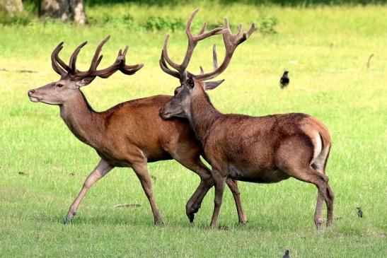 Rothirsch Wildpark Alte Fasanerie Klein Auheim 2021