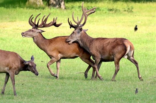 Rothirsch Wildpark Alte Fasanerie Klein Auheim 2021