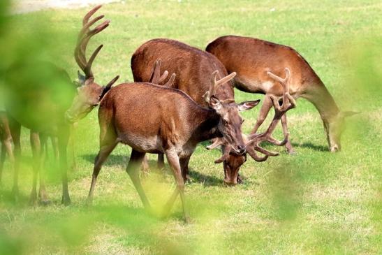 Rothirsch Wildpark Alte Fasanerie Klein Auheim 2021