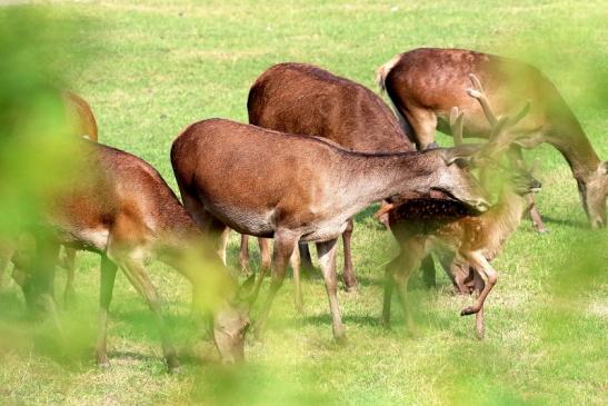 Rothirsch mit Jungtieren Wildpark Alte Fasanerie Klein Auheim 2021