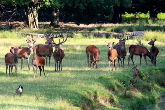 Rothirsch Wildpark Alte Fasanerie Klein Auheim 2021