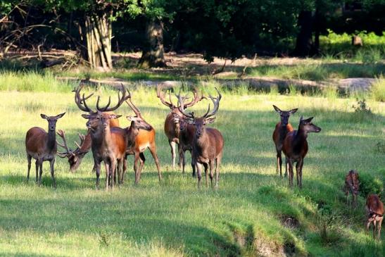 Rothirsch Wildpark Alte Fasanerie Klein Auheim 2021