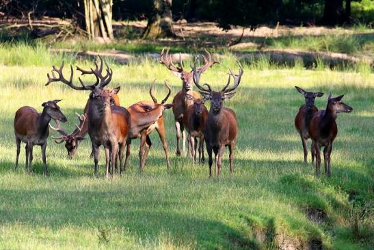 Rothirsch Wildpark Alte Fasanerie Klein Auheim 2021