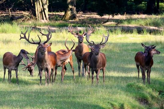 Rothirsch Wildpark Alte Fasanerie Klein Auheim 2021