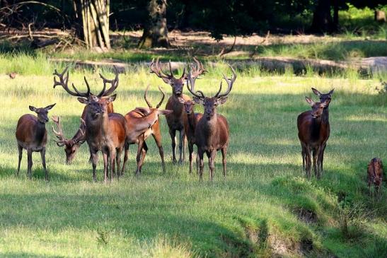 Rothirsch Wildpark Alte Fasanerie Klein Auheim 2021