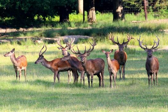 Rothirsch Wildpark Alte Fasanerie Klein Auheim 2021