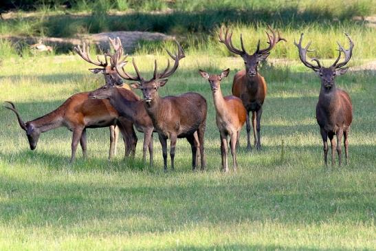 Rothirsch Wildpark Alte Fasanerie Klein Auheim 2021