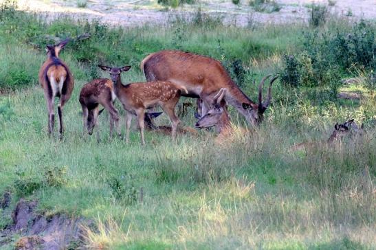 Rothirsch Wildpark Alte Fasanerie Klein Auheim 2021