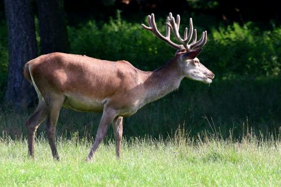 Rothirsch Wildpark Alte Fasanerie Klein Auheim 2021