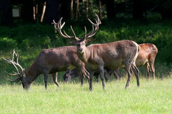 Rothirsch Wildpark Alte Fasanerie Klein Auheim 2021