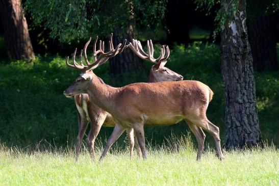 Rothirsch Wildpark Alte Fasanerie Klein Auheim 2021