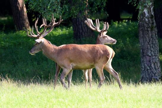 Rothirsch Wildpark Alte Fasanerie Klein Auheim 2021