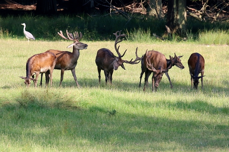 Rothirsch Wildpark Alte Fasanerie Klein Auheim 2021