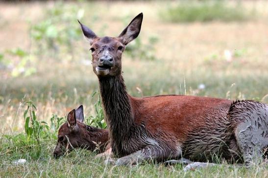 Rothirsch Wildpark Bad Mergentheim 2015