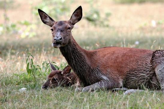 Rothirsch Wildpark Bad Mergentheim 2015