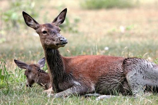 Rothirsch Wildpark Bad Mergentheim 2015