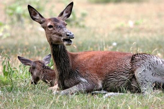 Rothirsch Wildpark Bad Mergentheim 2015