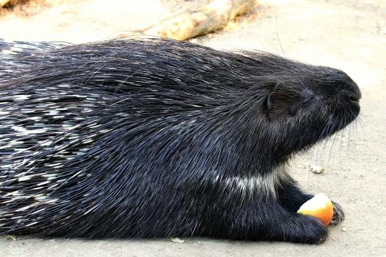 Stachelschwein Opel Zoo Kronberg 2019