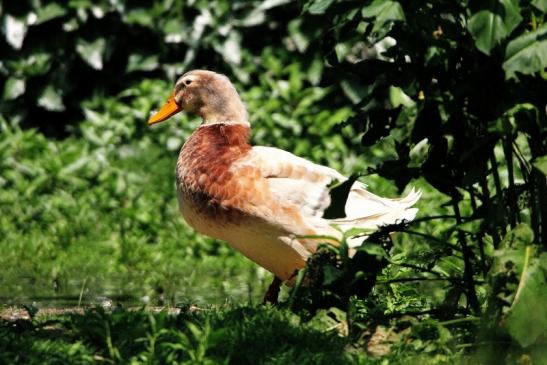 Sachsenente Wildpark Alte Fasanerie Klein Auheim 2015