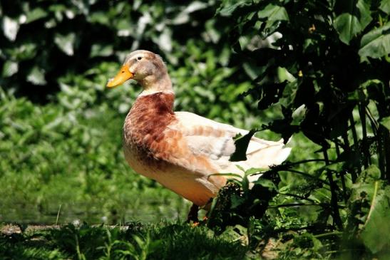 Sachsenente Wildpark Alte Fasanerie Klein Auheim 2015