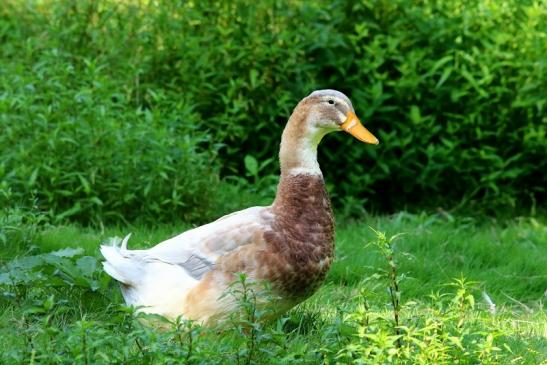 Sachsenente Wildpark Alte Fasanerie Klein Auheim 2017