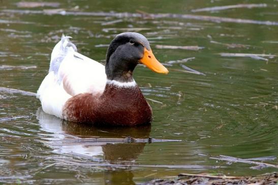 Sachsenente Wildpark Alte Fasanerie Klein Auheim 2018