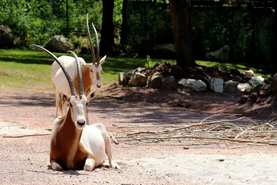 Säbelantilope Zoo Vivarium Darmstadt 2019