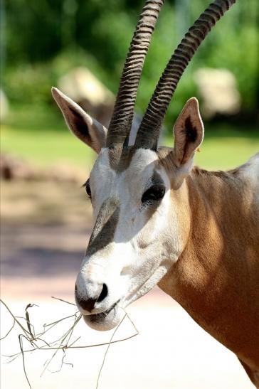 Säbelantilope Zoo Vivarium Darmstadt 2019