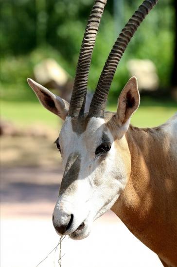 Säbelantilope Zoo Vivarium Darmstadt 2019