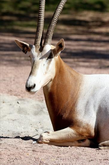 Säbelantilope Zoo Vivarium Darmstadt 2019