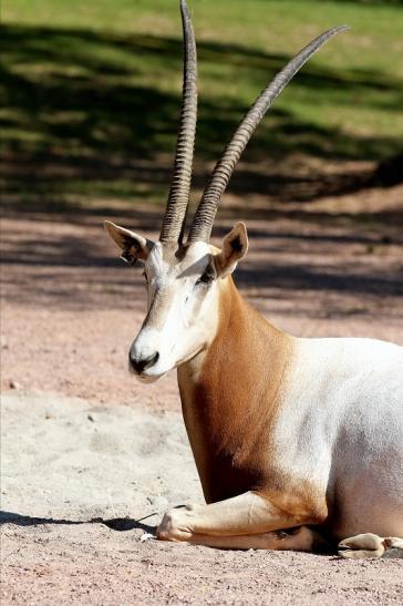 Säbelantilope Zoo Vivarium Darmstadt 2019