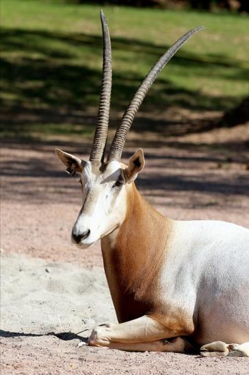 Säbelantilope Zoo Vivarium Darmstadt 2019