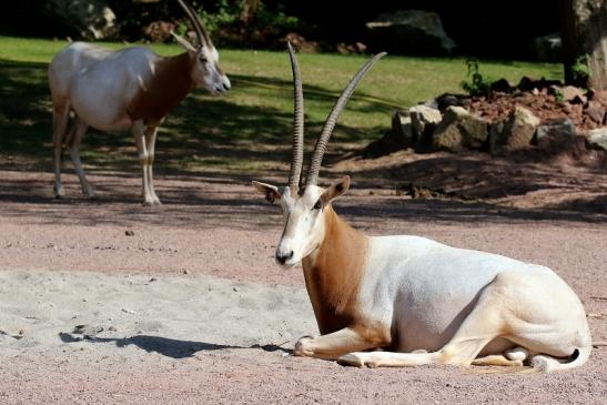 Säbelantilope Zoo Vivarium Darmstadt 2019