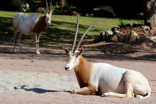 Säbelantilope Zoo Vivarium Darmstadt 2019